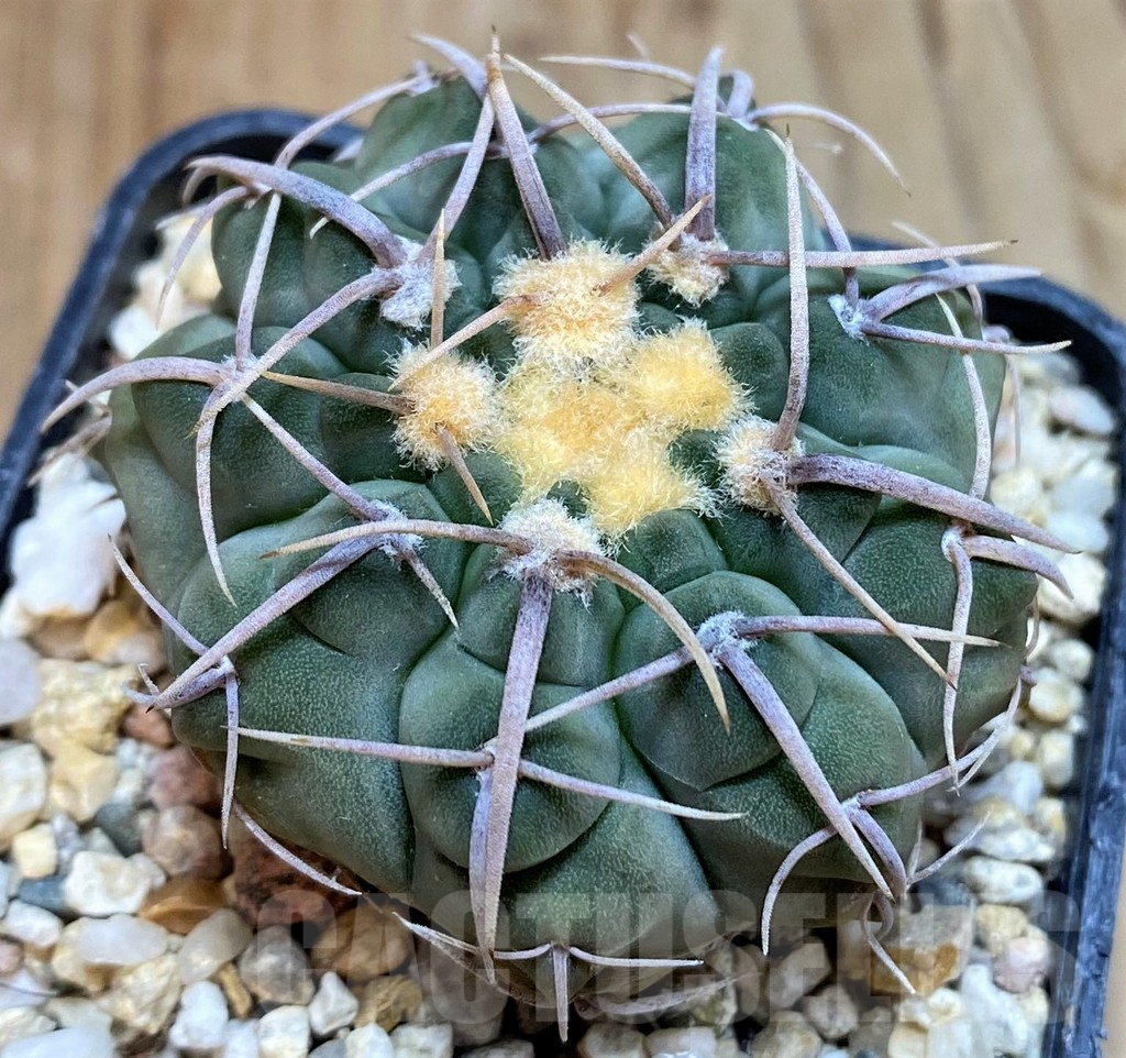 SH7122 Gymnocalycium vatteri VG302 - Image 2