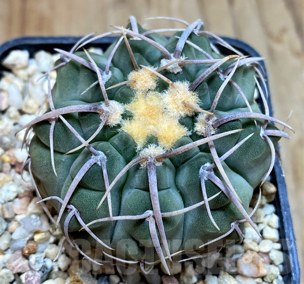 SH7122 Gymnocalycium vatteri VG302
