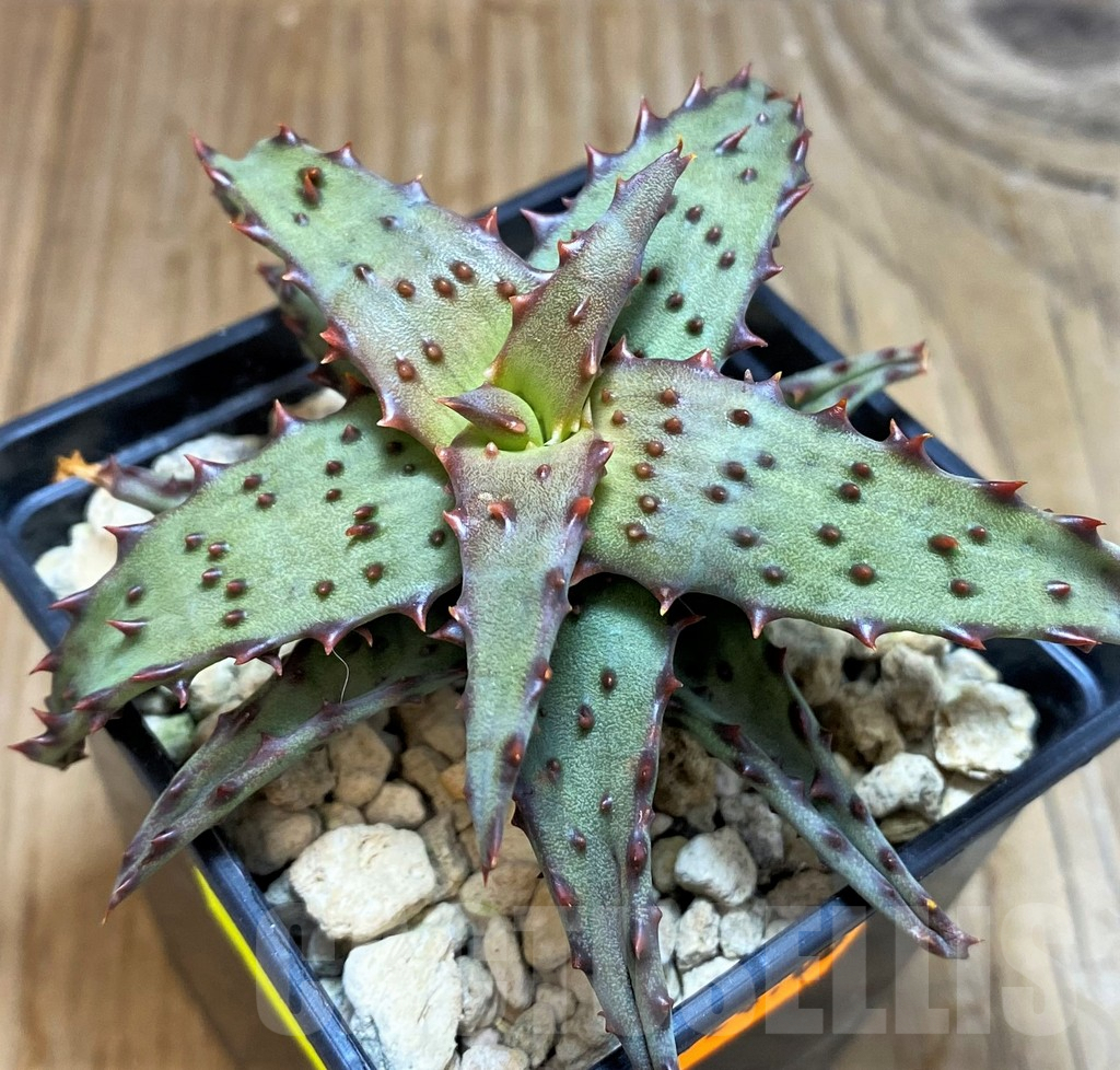 SH7147 Aloe castilloniae - Image 2