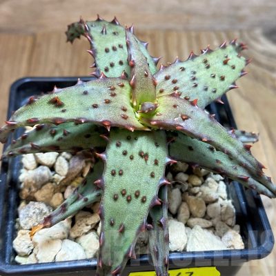 SH7147 Aloe castilloniae