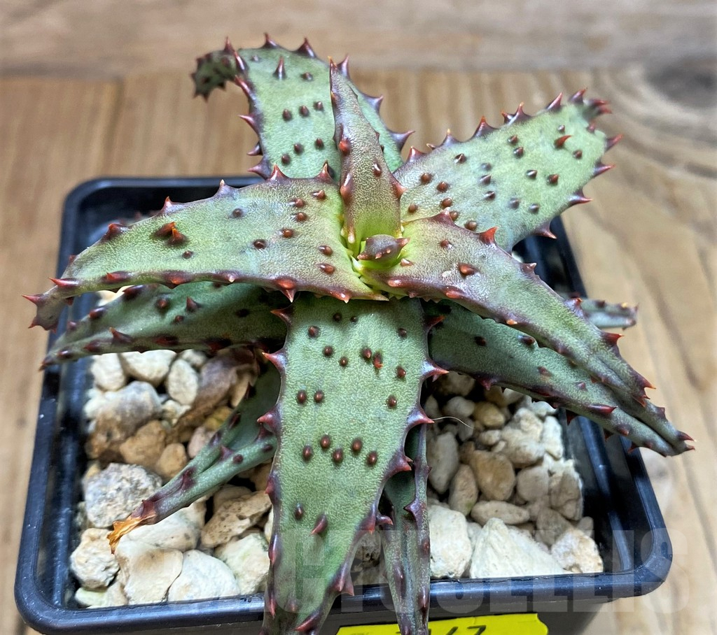 SH7147 Aloe castilloniae