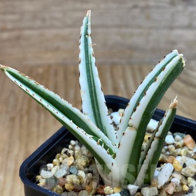 SH7149 Agave victoriae-reginae 'White Rhino'