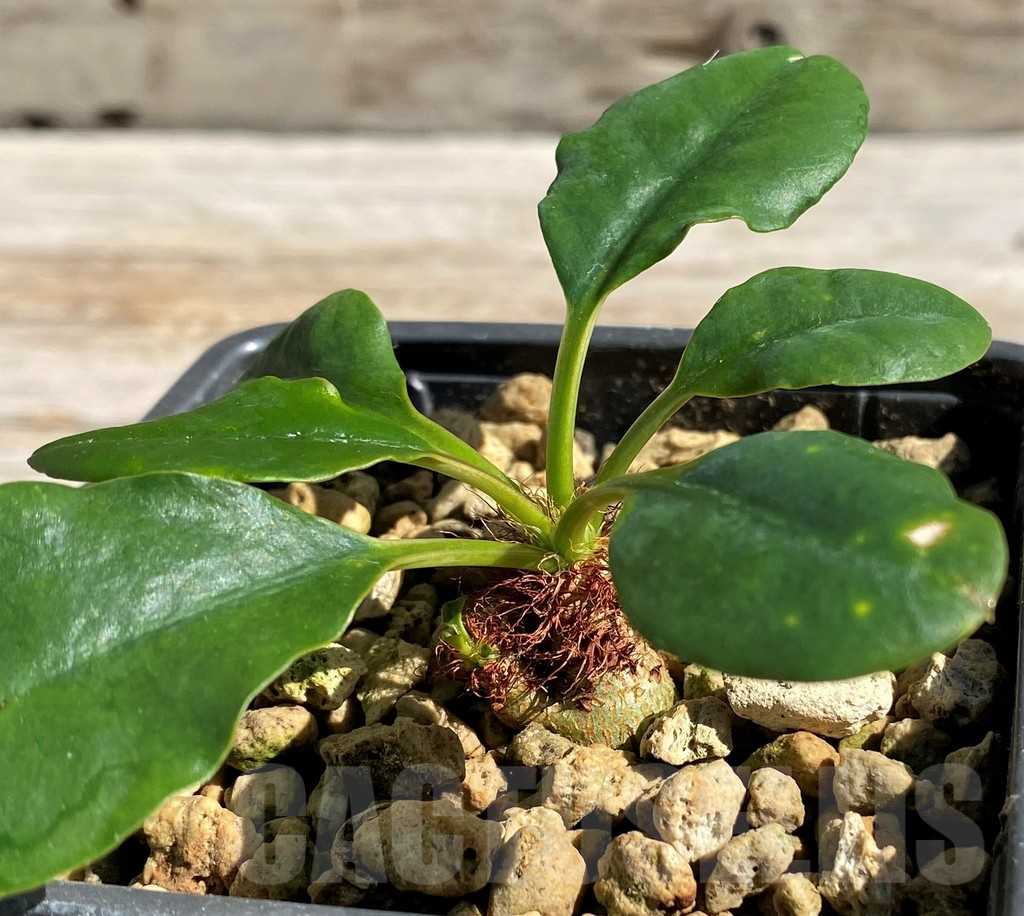 SH7151 Euphorbia ramena