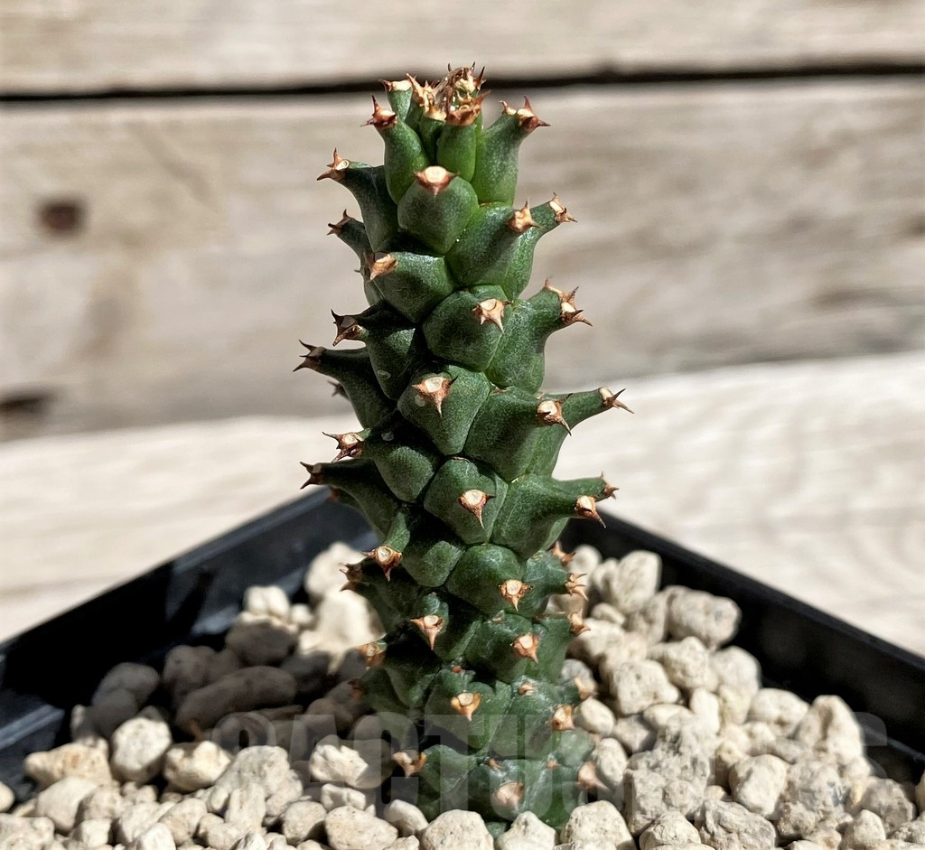 SH5953 Monadenium guentheri