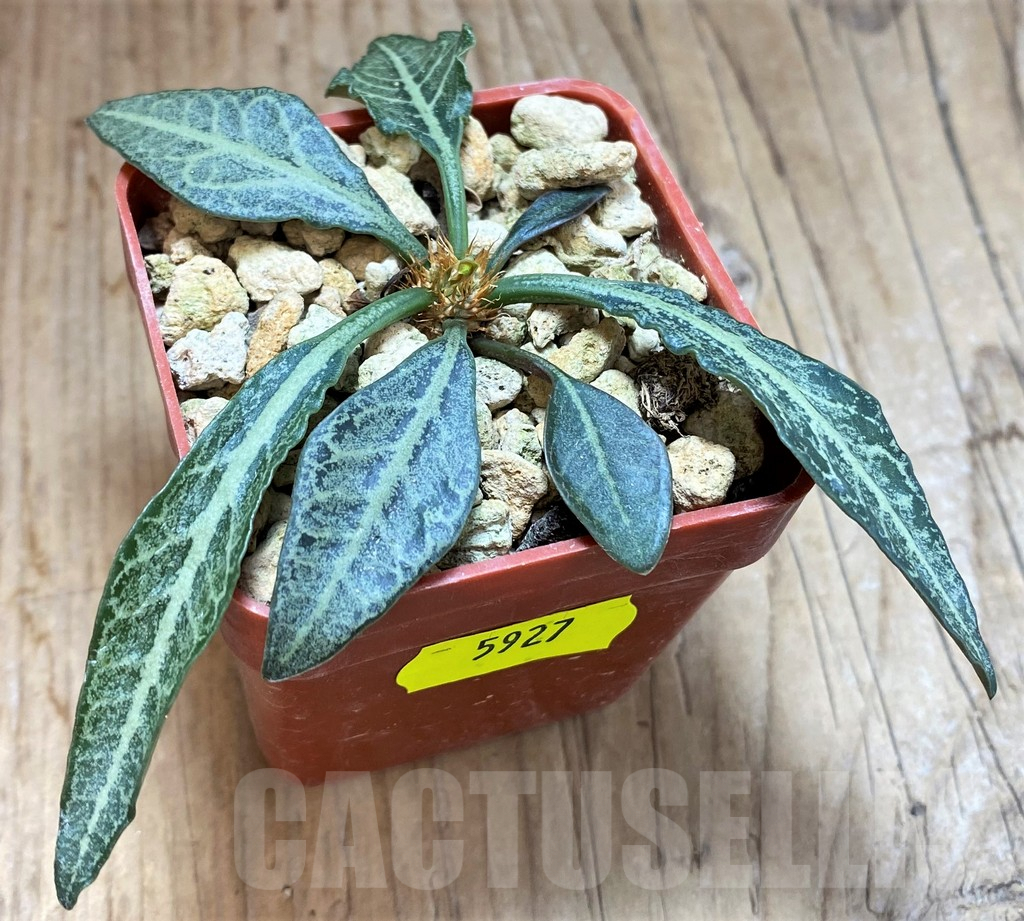 SH5927 Euphorbia francoisii hybrid