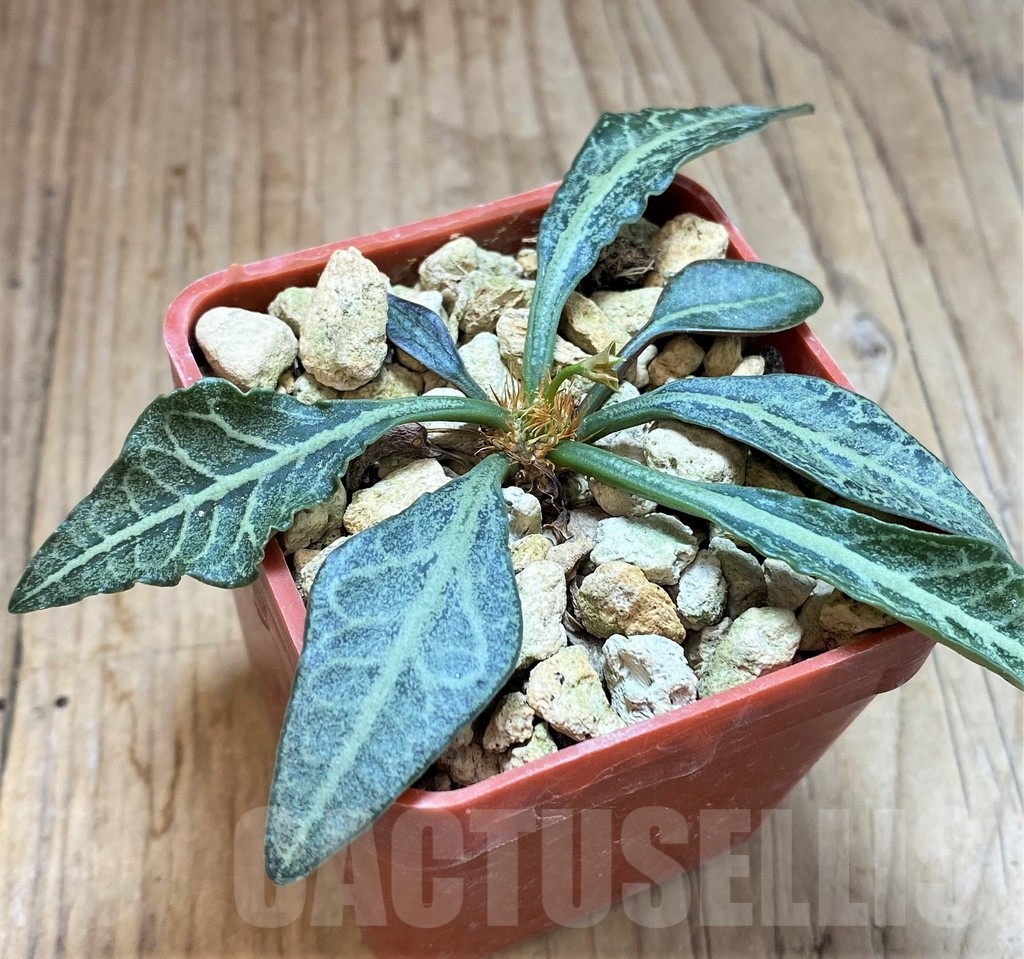 SH5927 Euphorbia francoisii hybrid - Image 2