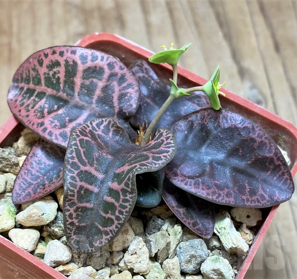 SH5928 Euphorbia francoisii hybrid - Image 2