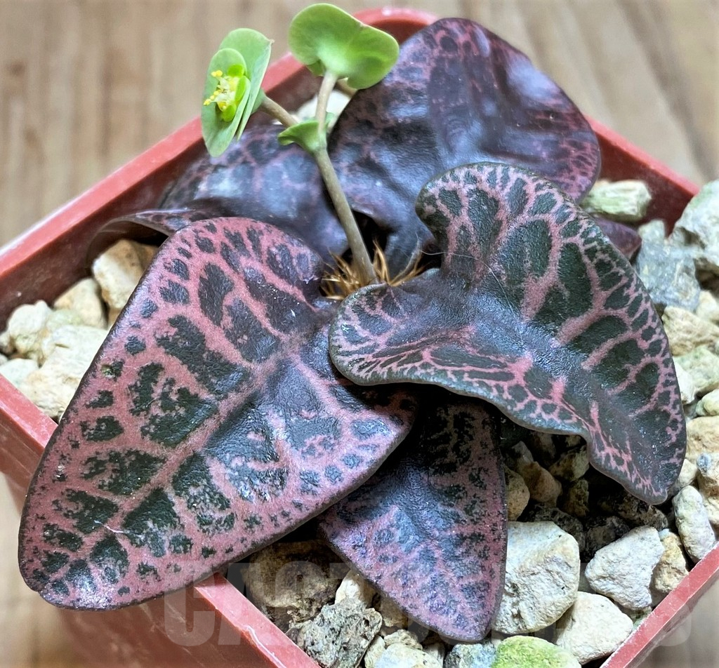 SH5928 Euphorbia francoisii hybrid