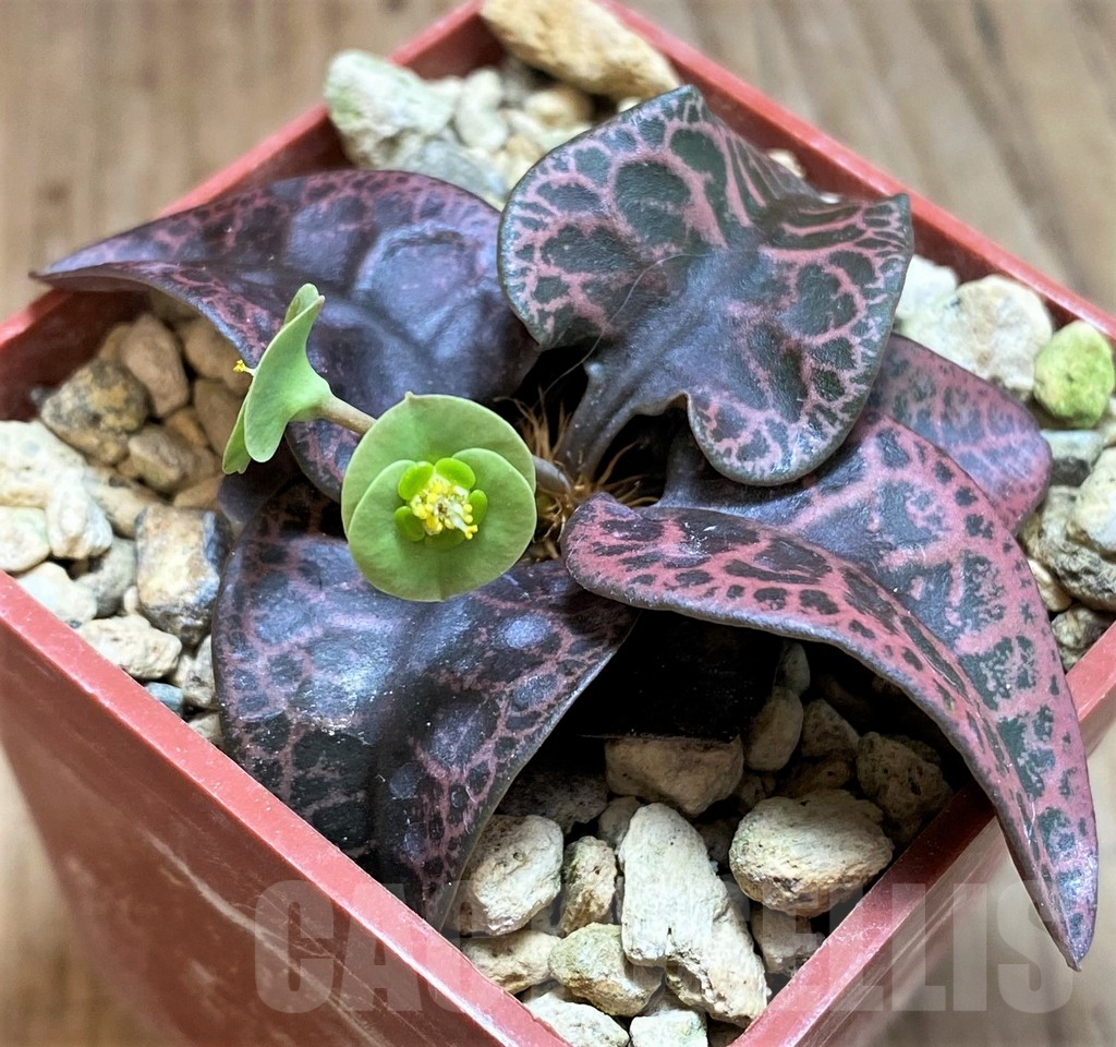 SH5928 Euphorbia francoisii hybrid - Image 3