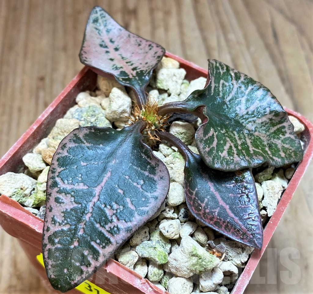 SH5931 Euphorbia francoisii hybrid - Image 2