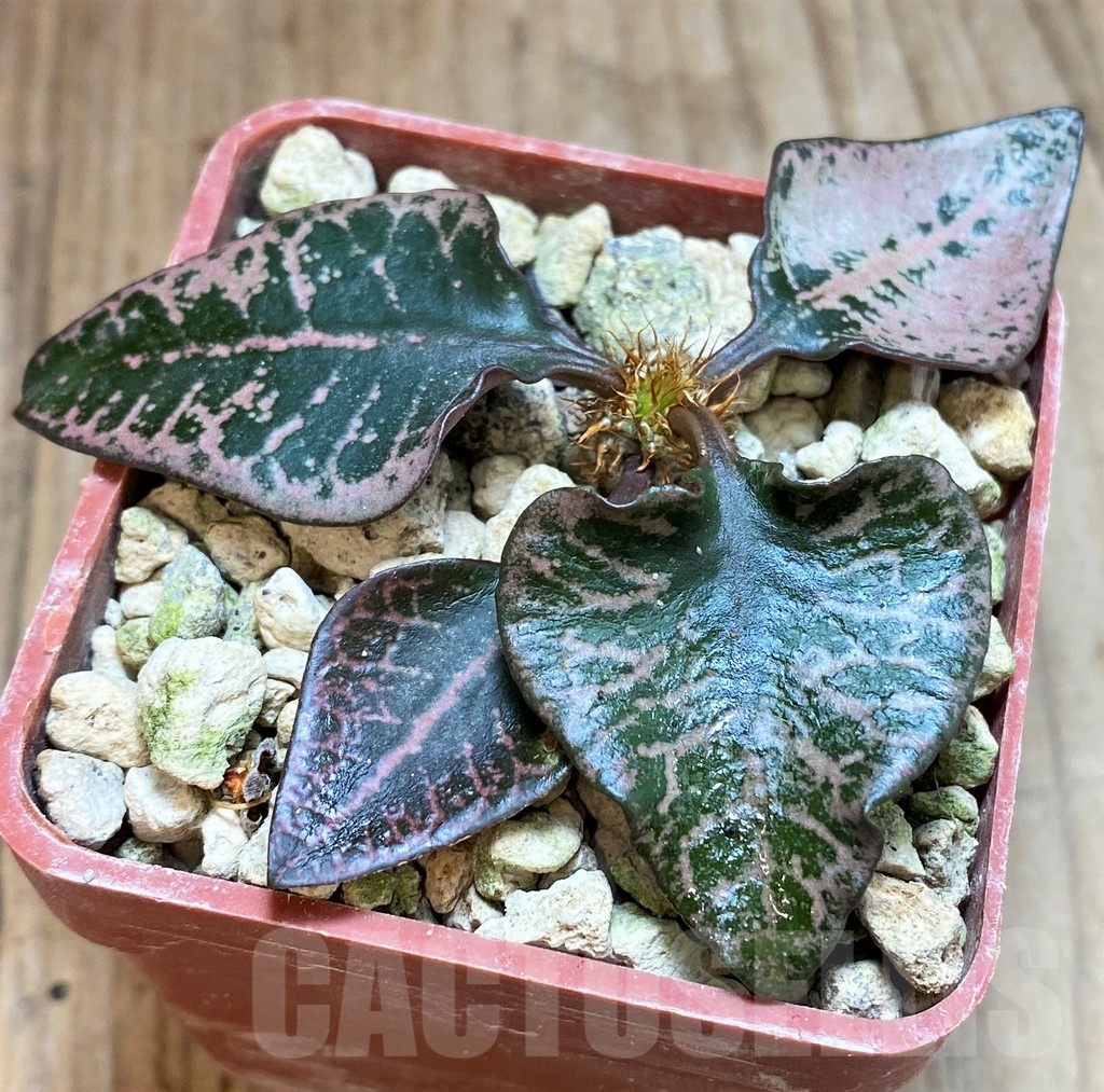 SH5931 Euphorbia francoisii hybrid