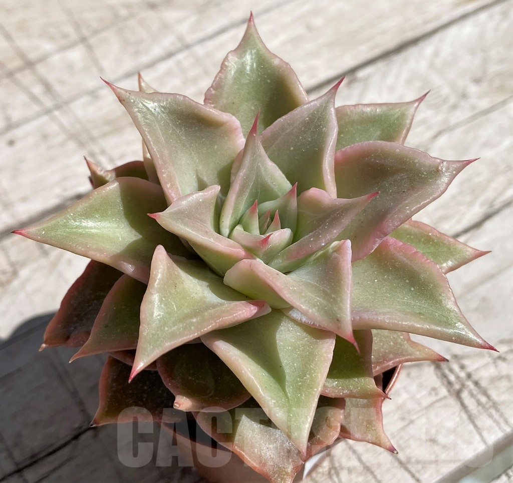 SH7442 Echeveria 'Madiba' - Image 2