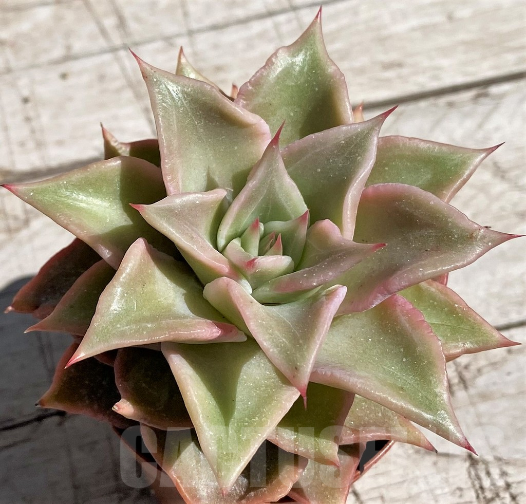 SH7442 Echeveria 'Madiba'