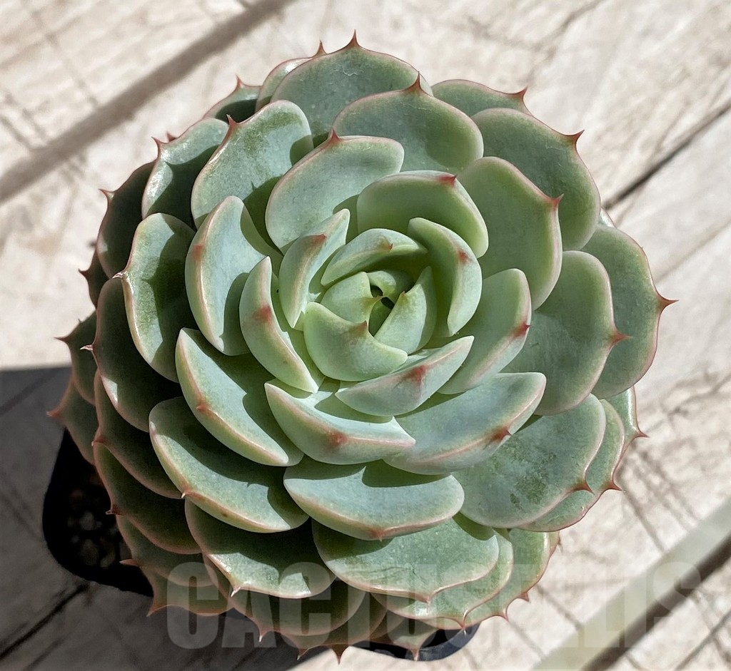 SH7474 Echeveria hybrid - Image 2