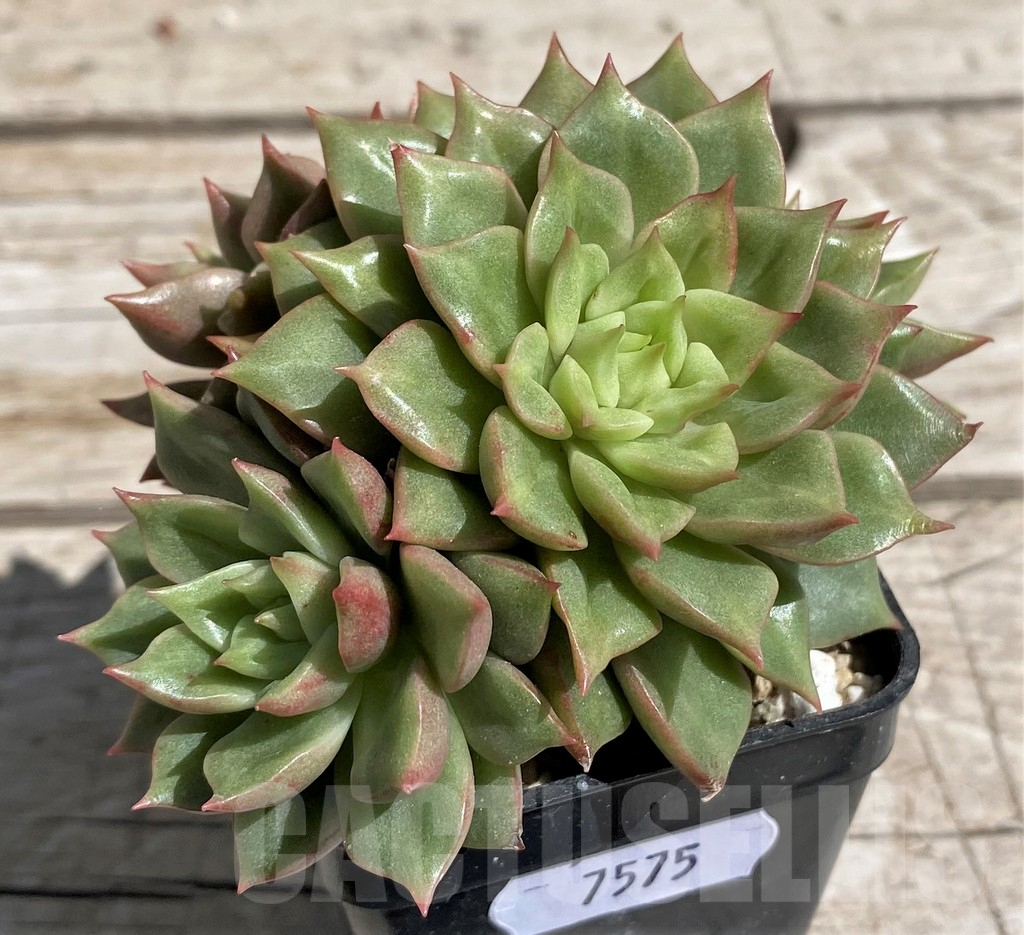 SH7475 Echeveria hybrid