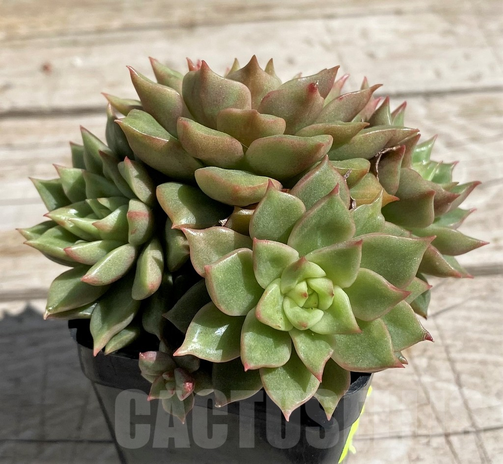 SH7475 Echeveria hybrid - Image 2