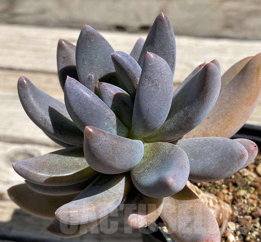 SH7480 Sedeveria ‘Blue mist’