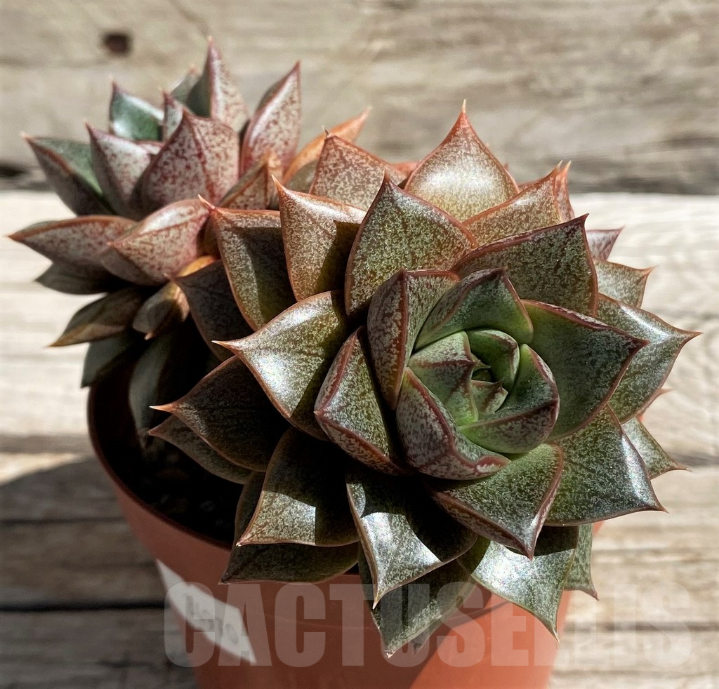 SH7443 Echeveria purpusorum - Image 2