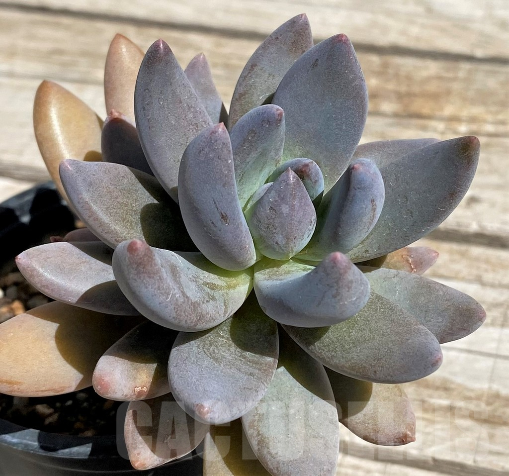 SH7480 Sedeveria ‘Blue mist’ - Image 2
