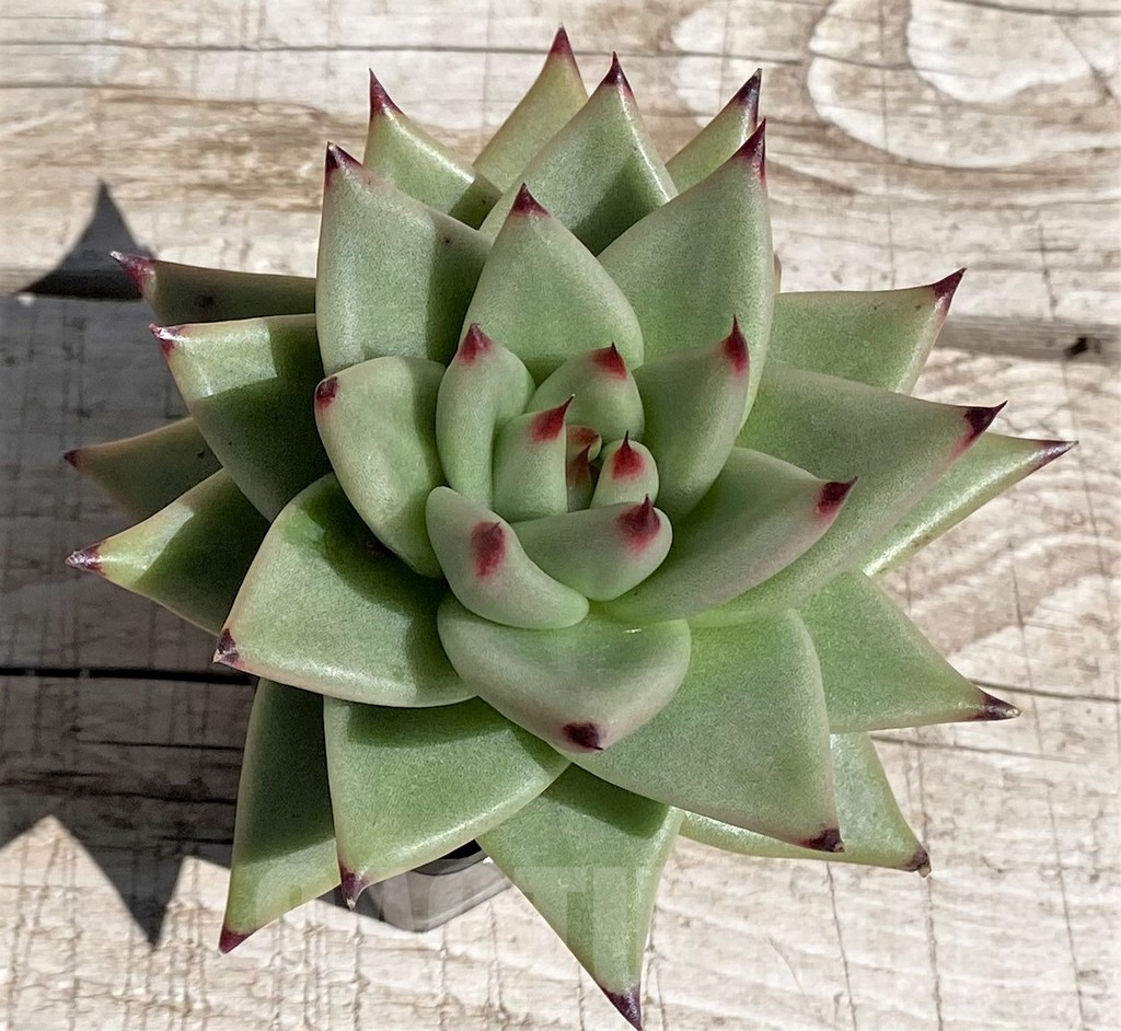 SH7482 Echeveria agavoides - Image 2