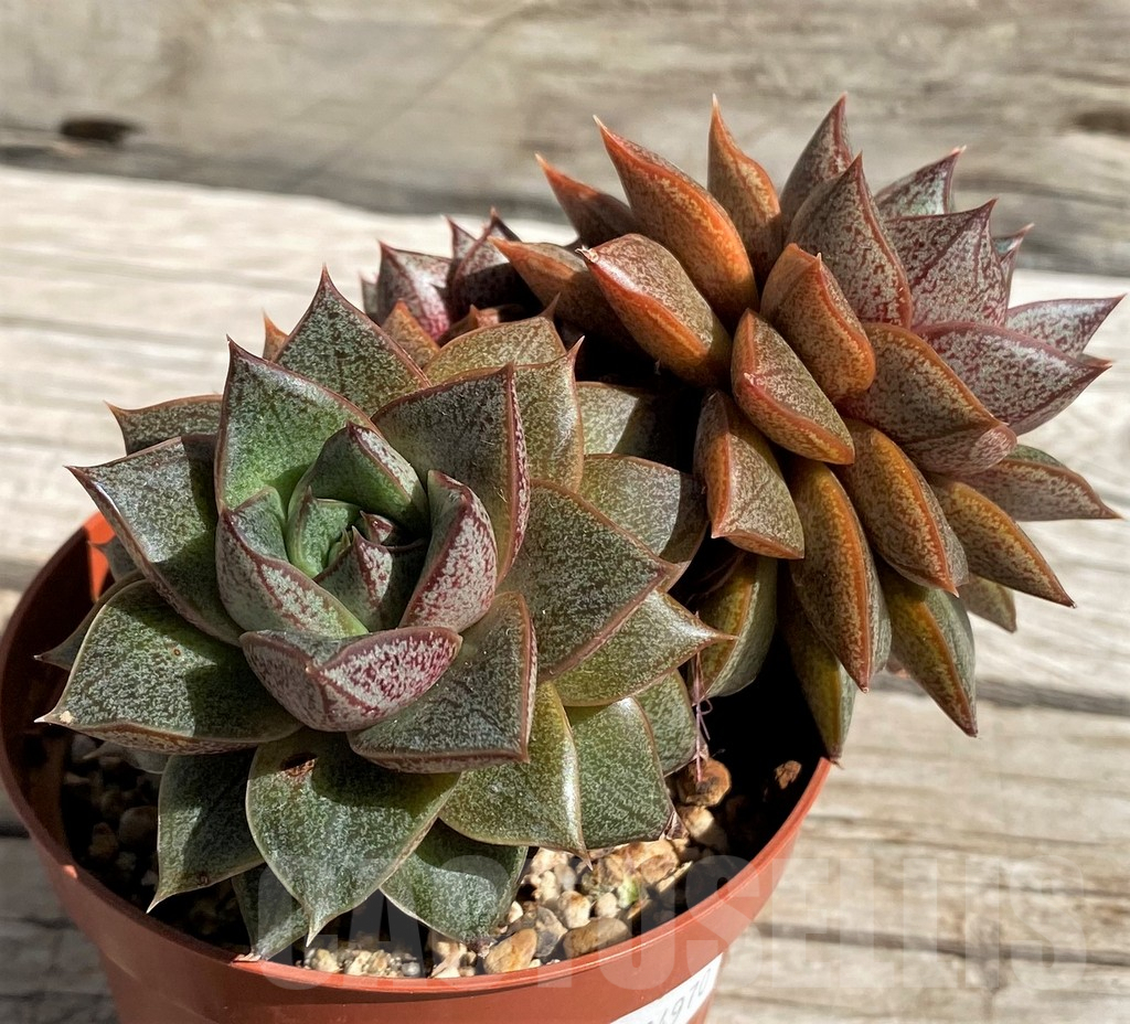 SH7443 Echeveria purpusorum