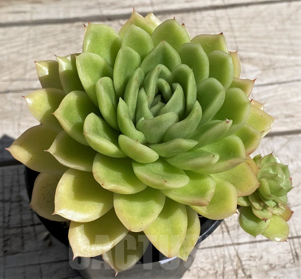 SH7489 Echeveria 'Gilva' - Image 2