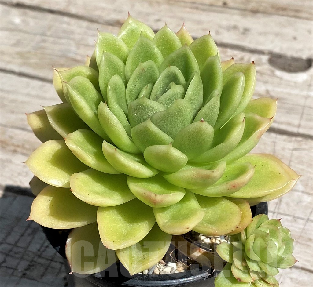 SH7489 Echeveria 'Gilva'