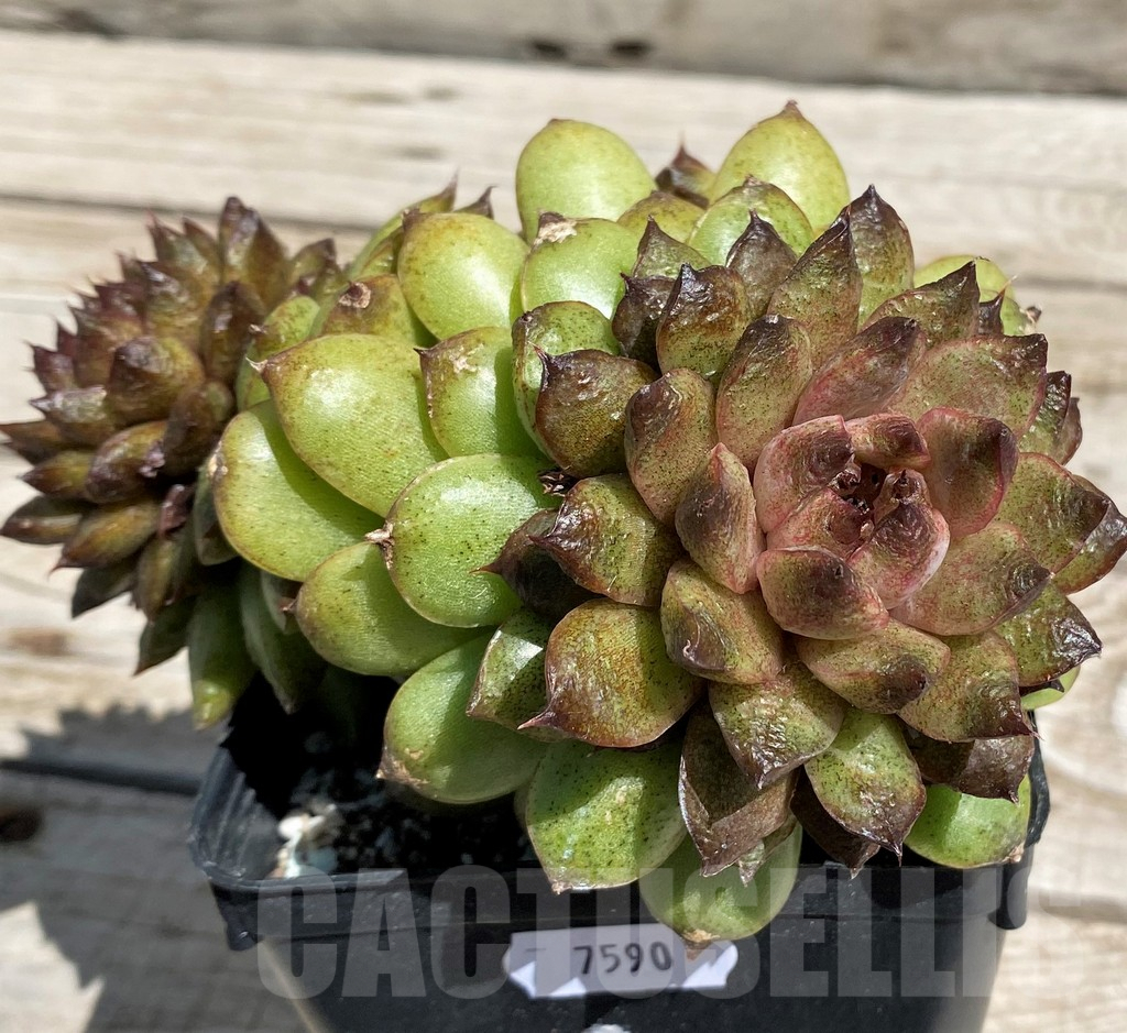 SH7490 Echeveria ‘Red Crystal’ - Image 3