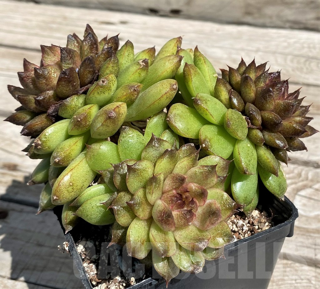 SH7490 Echeveria ‘Red Crystal’ - Image 2
