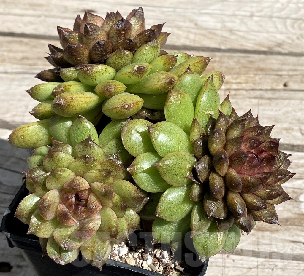 SH7490 Echeveria ‘Red Crystal’
