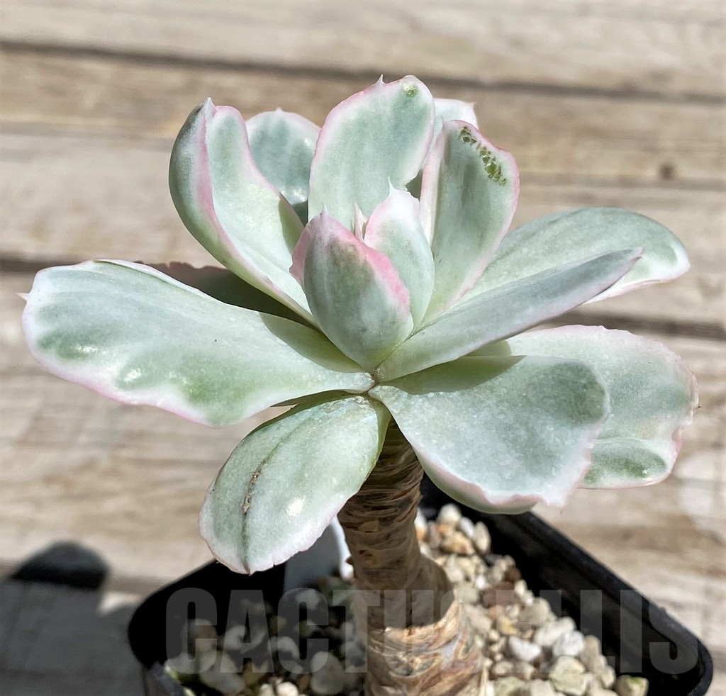 SH7493 Echeveria ‘Berkeley Light’ - Image 2