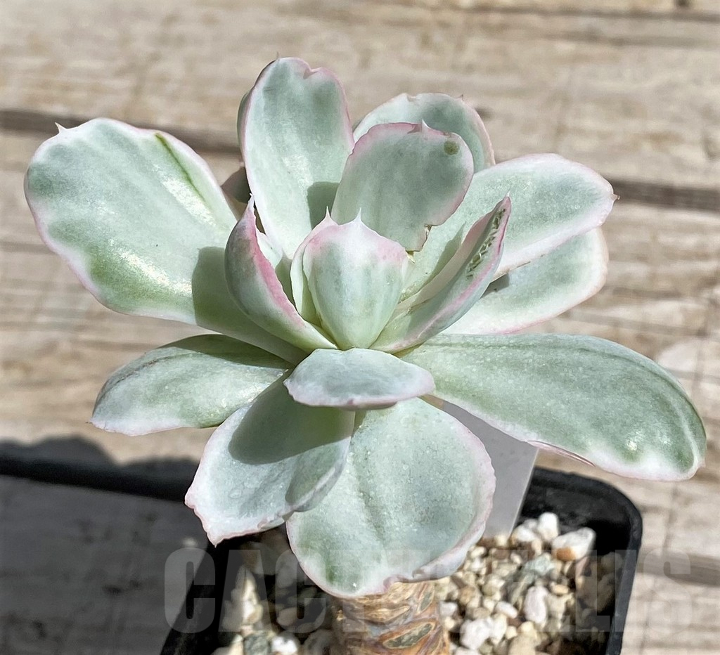 SH7493 Echeveria ‘Berkeley Light’