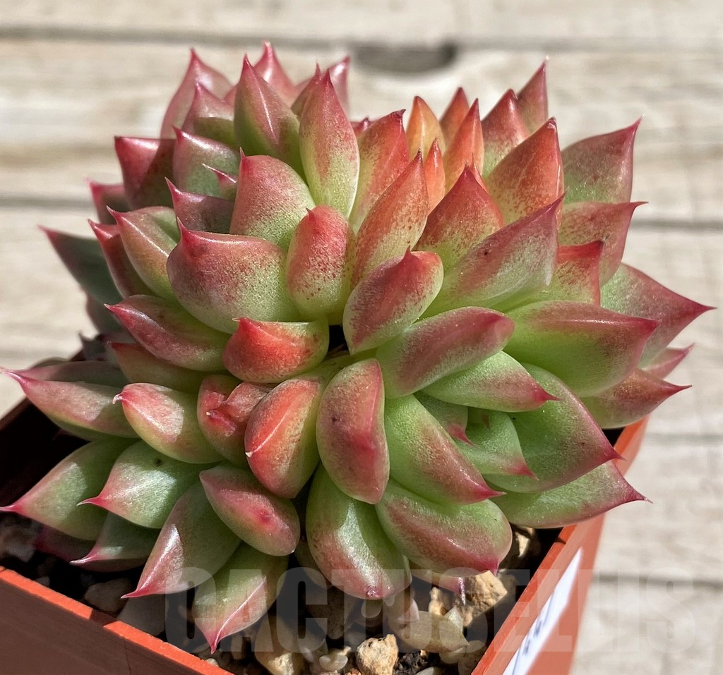 SH7447 Echeveria ‘Floreana’ - Image 2
