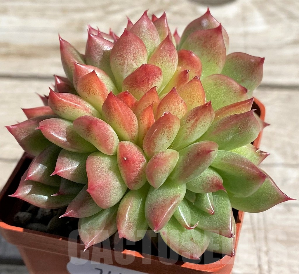 SH7447 Echeveria ‘Floreana’