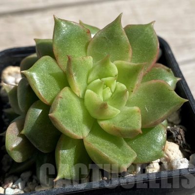 SH7450 Echeveria hybrid