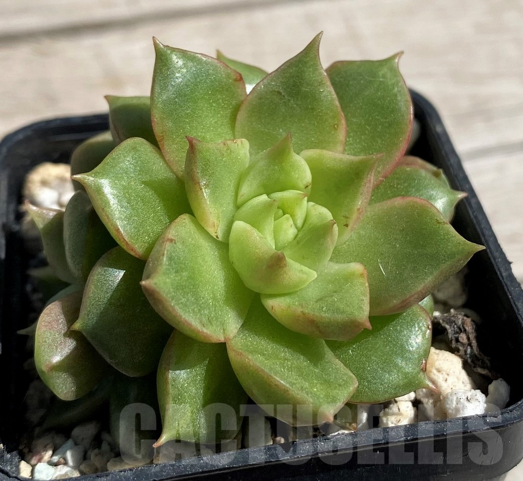 SH7450 Echeveria hybrid