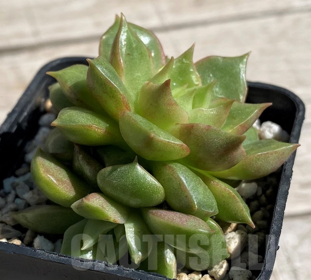 SH7450 Echeveria hybrid - Image 2