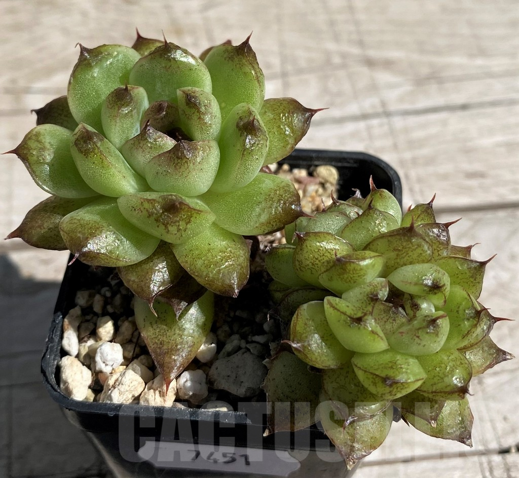 SH7451 Echeveria 'Red Crystal' - Image 2