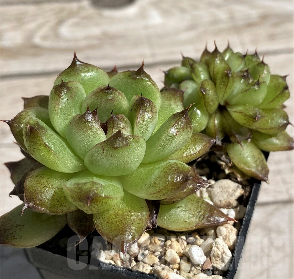 SH7451 Echeveria 'Red Crystal'