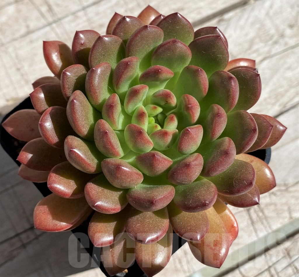 SH7452 Sedeveria 'Pink Ruby' - Image 2