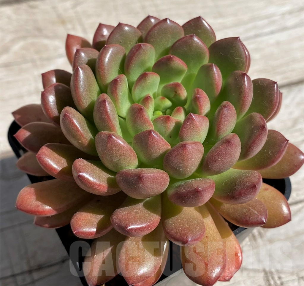 SH7452 Sedeveria 'Pink Ruby'
