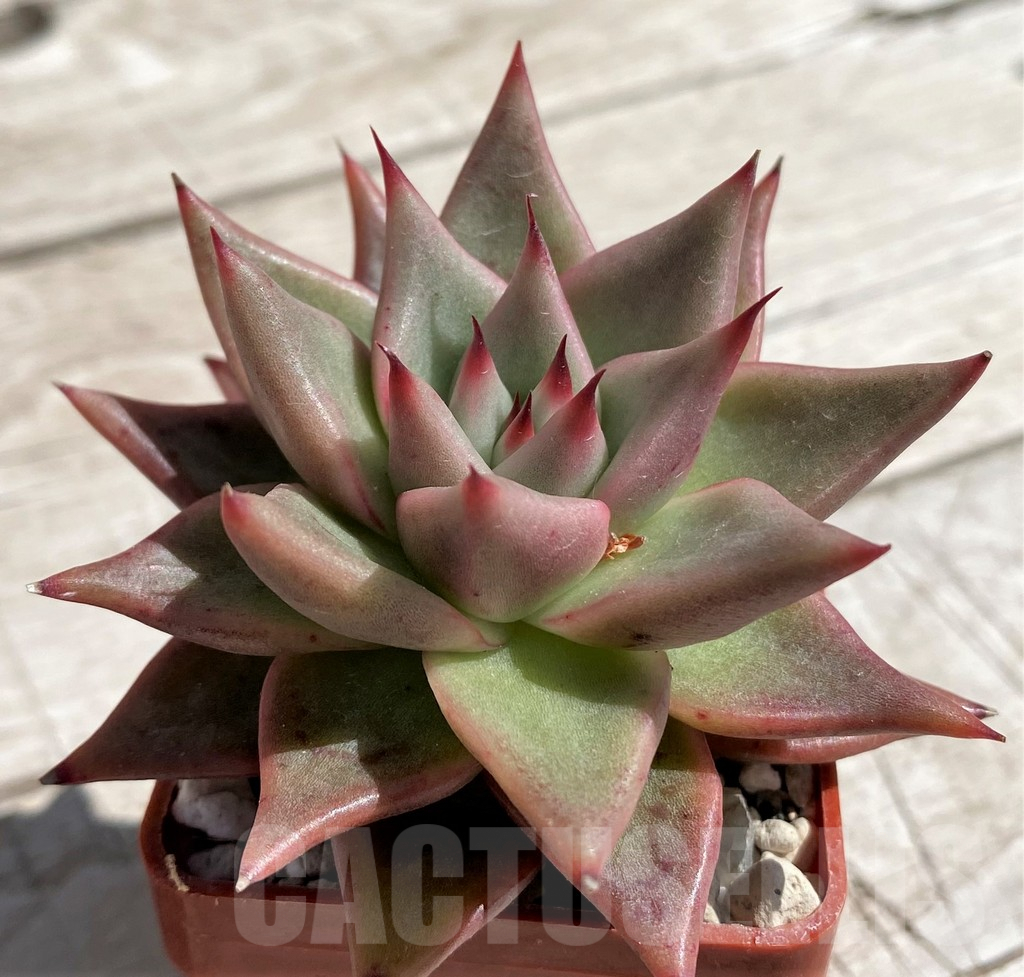 SH7460 Echeveria agavoides hybrid - Image 3