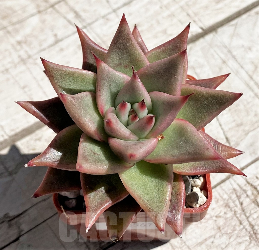 SH7460 Echeveria agavoides hybrid - Image 2