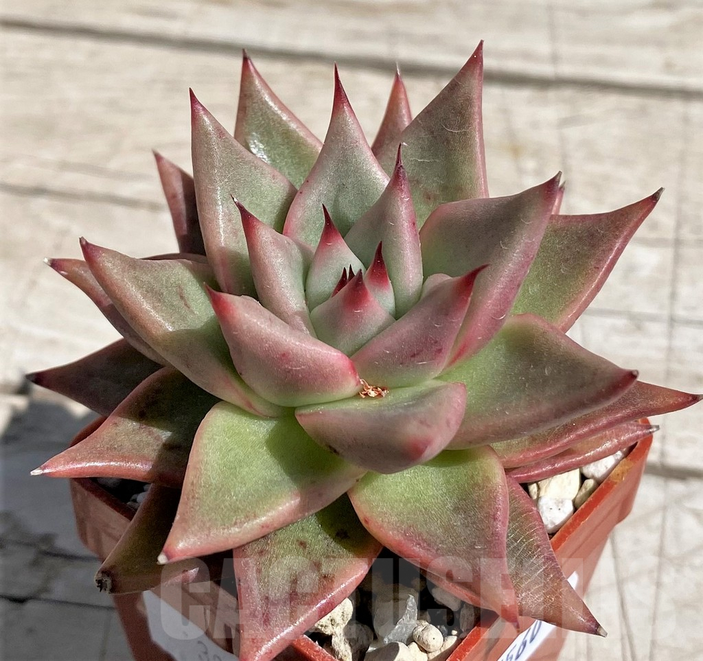 SH7460 Echeveria agavoides hybrid