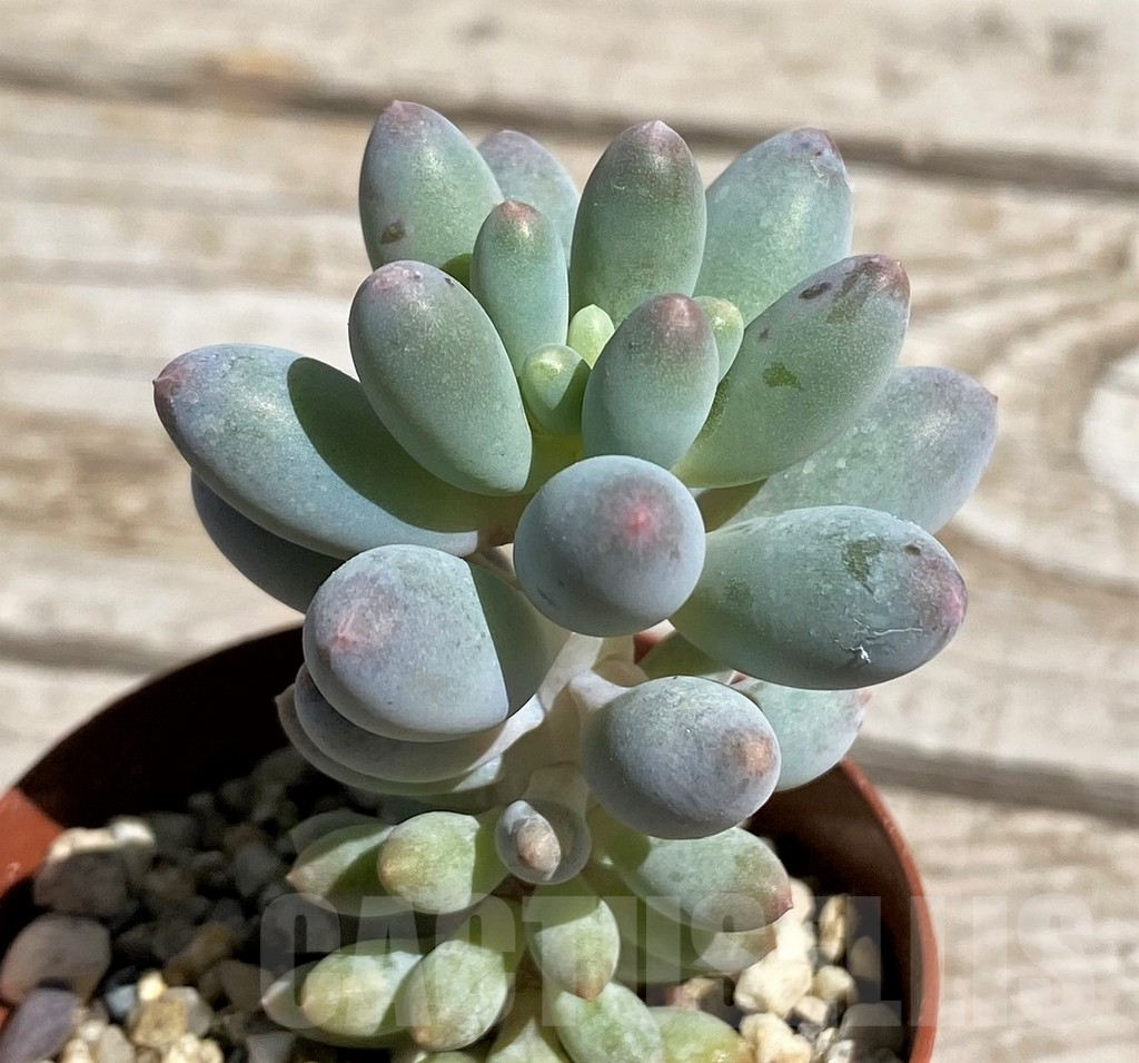 SHND7462 Pachyphytum ‘Blue Bird’ mini