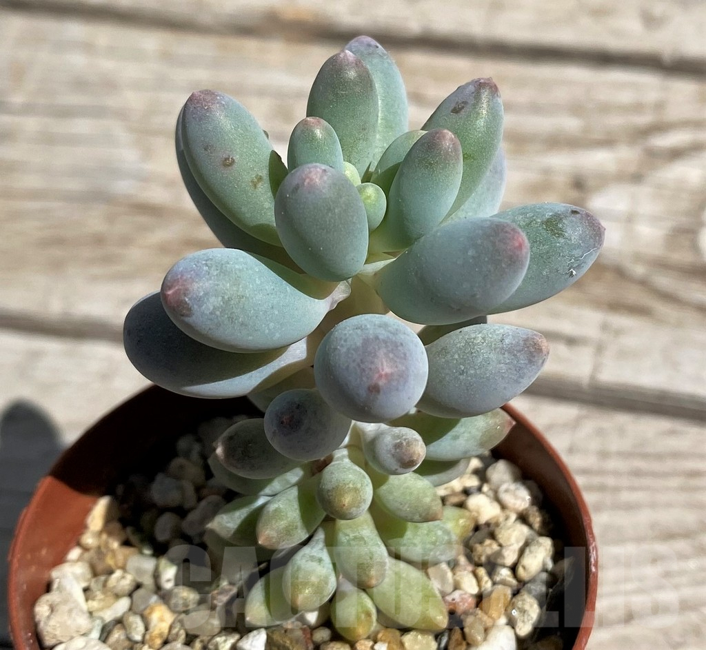 SHND7462 Pachyphytum ‘Blue Bird’ mini - Image 2