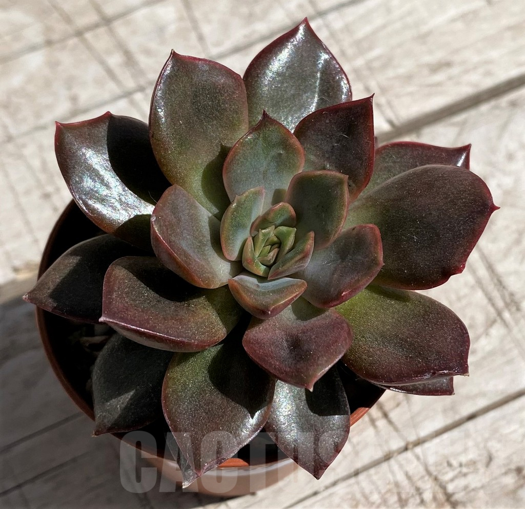 SHND7463 Echeveria 'Mina' - Image 2