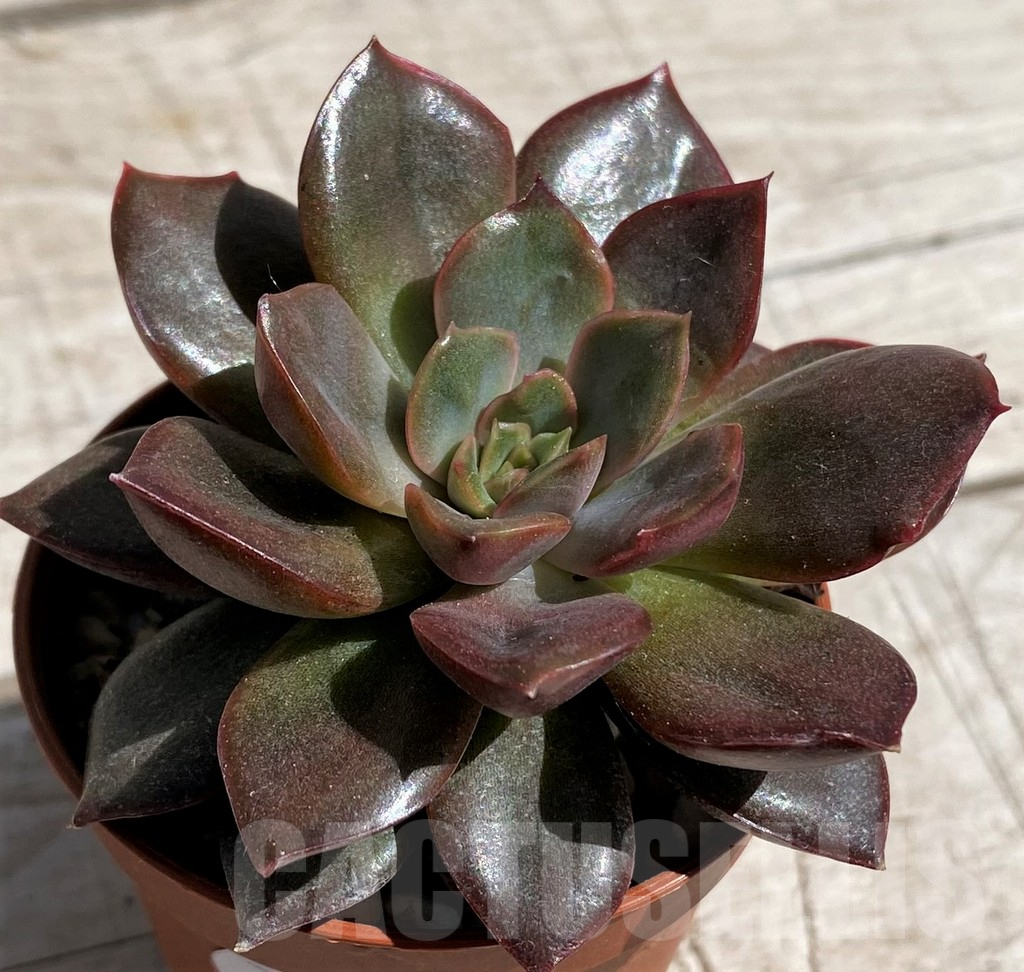 SHND7463 Echeveria 'Mina'