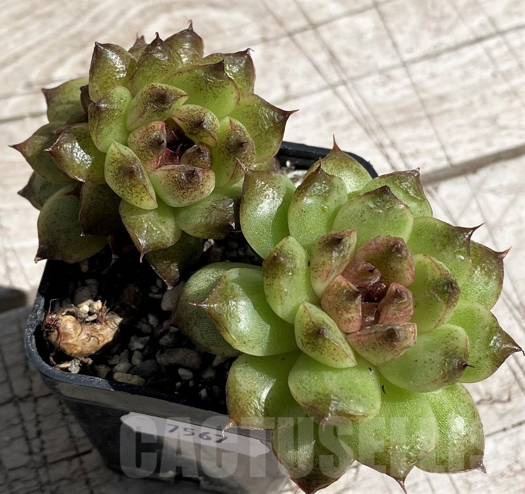 SH7467 Echeveria 'Red Crystal'