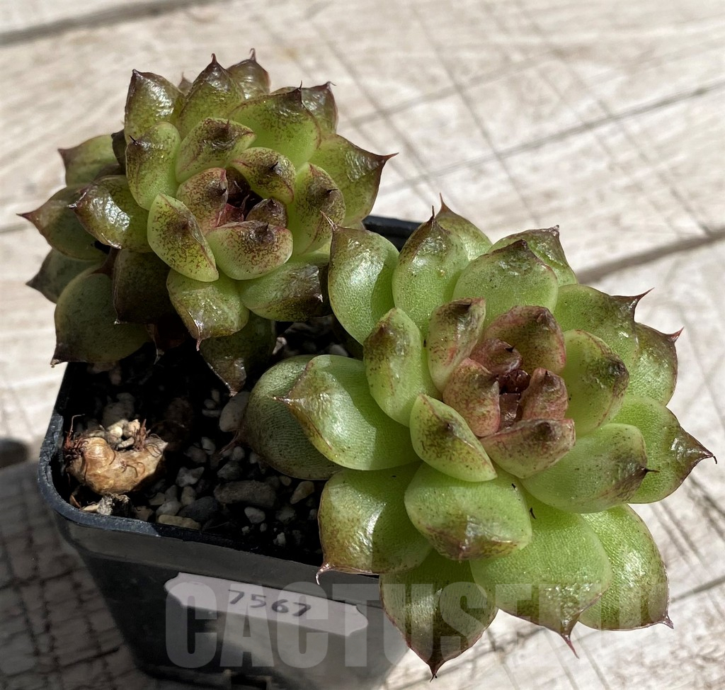 SH7467 Echeveria 'Red Crystal' - Image 2